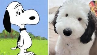 Pas iz SAD zbog sličnosti s animiranim likom postao internet-zvijezda