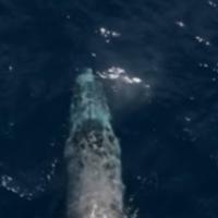 Primijećen kit sa slomljenom kičmom, vjerovatno povrijeđen u sudaru s brodom
