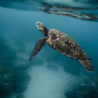 Svjetski dan vodenih životinja: Važno je dizati svijest o opasnostima u kojima se često nalaze