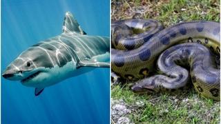 Najopasnije životinje na svijetu: Upoznajte prirodne predatore i izazivače straha