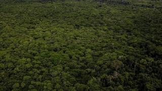 Skoro polovina Amazonskih šuma mogla bi nestati do 2050. godine