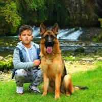 Devetogodišnji Inan Kursumović stigao do evropskih takmičenja: Proglašen najboljim vodičem pasa
