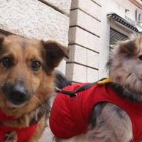 Hrvatska: Za zlostavljanje životinja kazne do 1000 eura