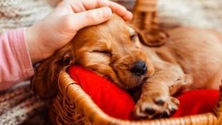 Šta psi sanjaju: U jednom slučaju ih ne smijete buditi