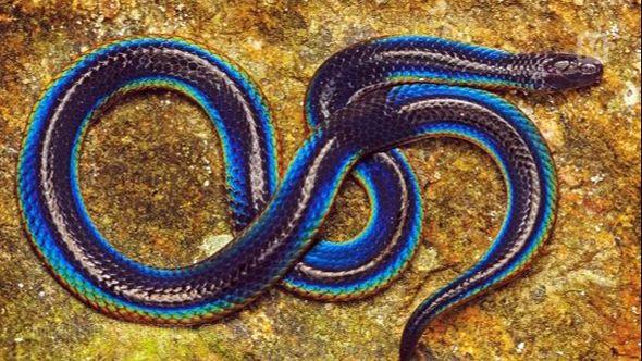 Štitorepa zmija - Avaz