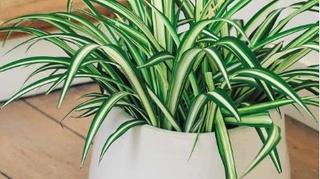 Želite smanjiti prašinu u domu: Ove sobne biljke mogu vam pomoći