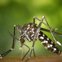 Ljetni vodič: Kako se najučinkovitije zaštititi od komaraca i uživati na otvorenom