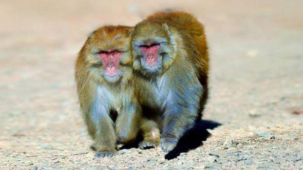 Muški majmuni češće imaju seks s drugim mužjacima - Avaz