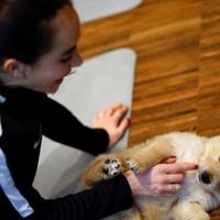 Parižani kombiniraju jogu s maženjem pasa za relaksaciju