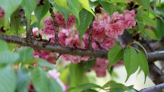 Festival japanske trešnje: U Mostaru raste više od 200 stabala tog prekrasnog drveta
