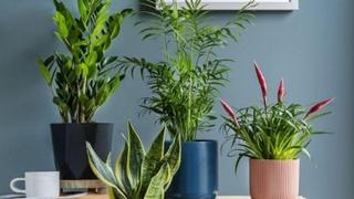 Zašto je važno da redovno brišete prašinu s kućnih biljaka