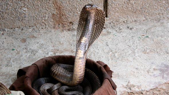 Kraljevska kobra - Avaz