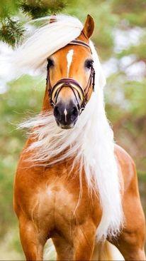 Predivni srebrni konji nose genetsku mutaciju