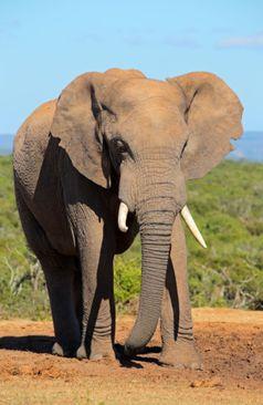 Afrički slonovi - Avaz