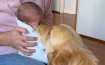 Pas oduševljan bebom